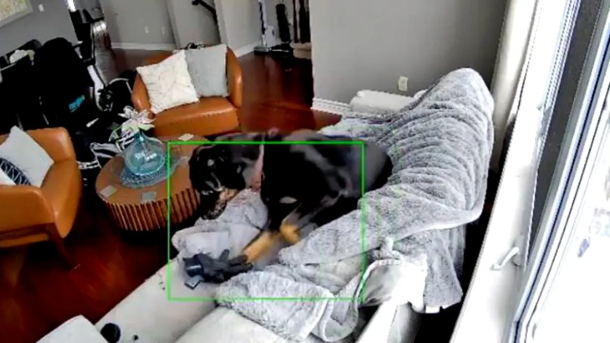 Cane che guarda il guanto sul divano