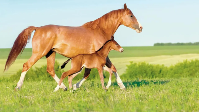 Lo studio mostra che i cavalli rilevano la paura negli