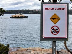 Un ragazzo di 12 anni sta lottando per la sua vita dopo l’attacco di uno squalo nel porto di Sydney