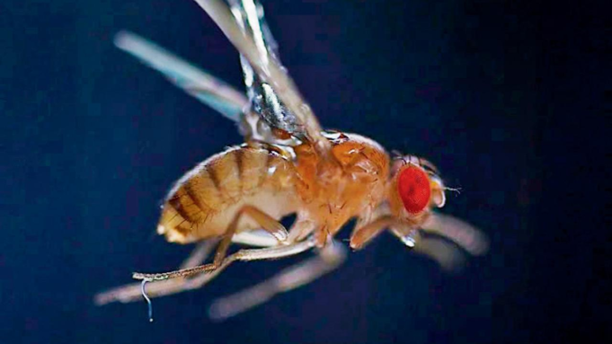 Un minuscolo verme utilizza l'elettricità statica per saltare e colpire