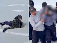 Un leopardo delle nevi attacca uno sciatore mentre scatta una foto nella provincia di Fuyun, in Cina