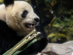 L’ultimo degli amati panda del Giappone sta partendo per la Cina mentre le relazioni si deteriorano