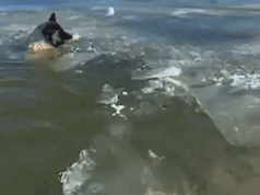 Cane salvato dal lago ghiacciato dai vigili del fuoco dello stato del Missouri