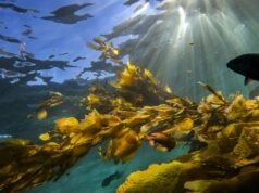 Donna muore dopo un’immersione al largo dell’isola Catalina