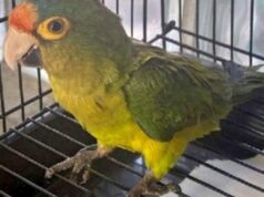 Gli ispettori di frontiera trovano uccelli nei pantaloni delle persone. Come lo ha spiegato?