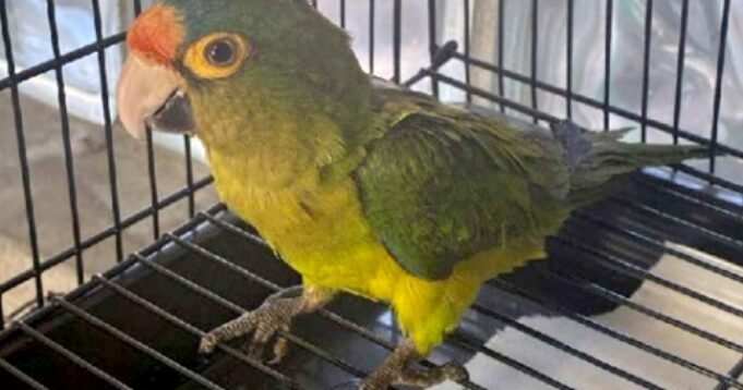 Gli ispettori di frontiera trovano uccelli nei pantaloni delle persone.