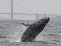 I posti migliori in California per vedere le balene