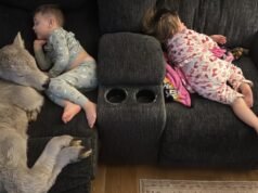 I vitelli appena nati vengono portati in casa per lottare nella neve alta e rannicchiarsi sui divani