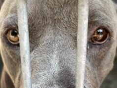 Il rifugio dice che i pitbull sono dolci. Ha rimproverato il suo nuovo proprietario