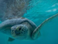 L’Acquario di Long Beach raddoppia la capacità di prendersi cura delle tartarughe marine ferite come “Porkchop”