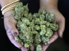 Niente contenitori aperti nelle auto per la marijuana sfusa, stabilisce la Corte Suprema dello Stato