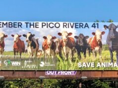 Pico Rivera punta ad acquistare l’ultimo mattatoio della contea di Los Angeles, reinventandolo