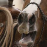 Il vicinato di un cavallo può essere unico nel mondo animale. Ora gli scienziati sanno come farlo